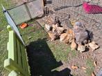 Mooie kuikens, Dieren en Toebehoren, Pluimvee