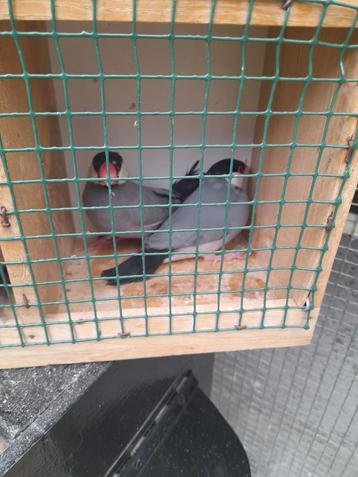 Padda ś Rijstvogels  beschikbaar voor biedingen