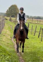Brave merrie normale prijs, Dieren en Toebehoren, Merrie