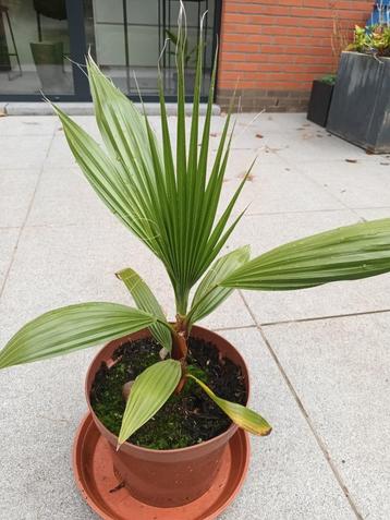 Palmboom plant beschikbaar voor biedingen