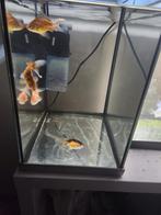 Klein aquarium 30l, Dieren en Toebehoren, Ophalen