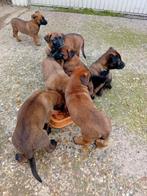 Mechelse herder pups stamboom op aanvraag, België, Particulier, 8 tot 15 weken, CDV (hondenziekte)