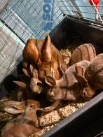 Plusieurs lapin de toute races disponible region bastogne