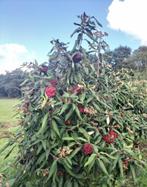 Viburnum rhytidophyllum/ Sneeuwbal, Overige soorten, 100 tot 250 cm, Zomer, Ophalen