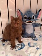 Cinnamon Dominant Bleu Eyes & Lilac tabby point, Meerdere dieren, Gechipt, 0 tot 2 jaar