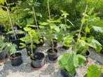 koop nu je vijgenboom in pot, Tuin en Terras, Ophalen, In pot, Vijgenboom