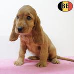 Prachtig nestje rode Engelse Cocker pups (Belgisch), België, CDV (hondenziekte), 8 tot 15 weken, Meerdere