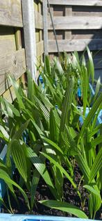 Palmboomscheuten aan 0,50€ stuk, Volle zon, Tweejarig, Lente, Ophalen