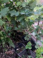 Aalbes - lekker kleinfruit voor tuin en terras, Ophalen, Vaste plant, Fruitplanten