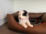 Mooie Australische herder pup, CDV (hondenziekte), 8 tot 15 weken, Herder, België