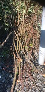 Aanmaakhout, Doe-het-zelf en Bouw, Hout en Planken, Ophalen