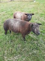 Jaarling ram Blauwe Texelaar