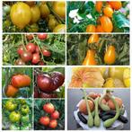 Potplanten met courgette/pompoen/tomaten, Tuin en Terras, Planten | Tuinplanten, Ophalen, Groenteplanten, Eenjarig