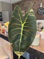 Alocasia Golden Bone, Huis en Inrichting, Kamerplanten, Overige soorten, In pot, Minder dan 100 cm, Groene kamerplant