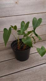 Anthurium - 2 planten