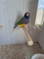 Gouldamadine, Dieren en Toebehoren, Vogels | Kanaries, Meerdere dieren