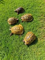 Tortues terrestres grecques, Tortue, 11 ans ou plus