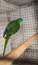 Turquoisine parkiet natuurkleur 2025, Dieren en Toebehoren, Meerdere dieren, Parkiet, Geringd