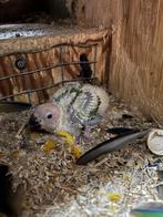 Zonparkiet tam, Dieren en Toebehoren, Vogels | Parkieten en Papegaaien, Geslacht onbekend, Parkiet, Tam