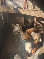 Toutes sortes de poulets à vendre de toute urgence ! ! !, Poule ou poulet