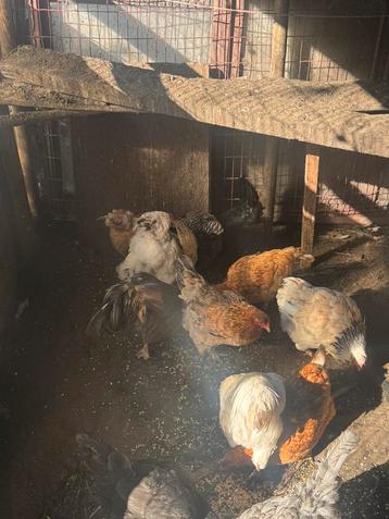 Toutes sortes de poulets à vendre de toute urgence ! ! !