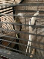2 valkparkieten met kooi