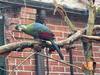 Witwangtoerako, Dieren en Toebehoren, Vogels | Overige Vogels, Meerdere dieren, Tropenvogel, Geringd