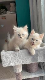 neva masquerade kittens te koop, Meerdere dieren, Gechipt, 0 tot 2 jaar