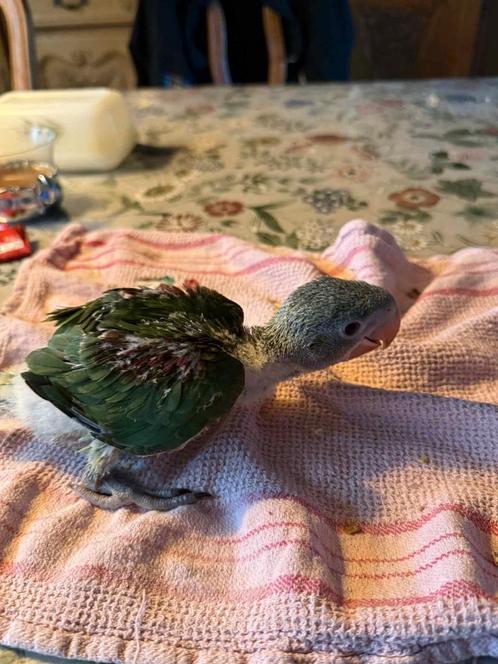 Baby Alexander Parkieten - Bellen is sneller 0475850373, Dieren en Toebehoren, Vogels | Parkieten en Papegaaien