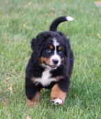 Berner Sennen pup, Dieren en Toebehoren, België, CDV (hondenziekte), Teef, Eén hond