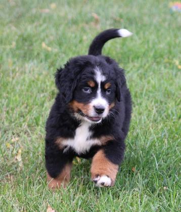 Berner Sennen pup beschikbaar voor biedingen