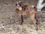 jonge bokjes zoeken binnenkort nieuw stalletje, Dieren en Toebehoren, Schapen, Geiten en Varkens, Mannelijk, Geit, 0 tot 2 jaar