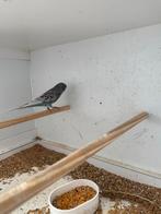 Blackface Melanistic Spangle split blackwing Kans split cinn, Dieren en Toebehoren, Vogels | Parkieten en Papegaaien