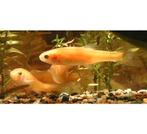 op zoek naar goudelrits, Dieren en Toebehoren, Vissen | Vijvervissen