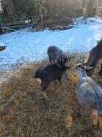 Geitenbok te huur, Dieren en Toebehoren, Schapen, Geiten en Varkens