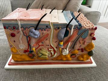 Anatomisch model van de huid beschikbaar voor biedingen
