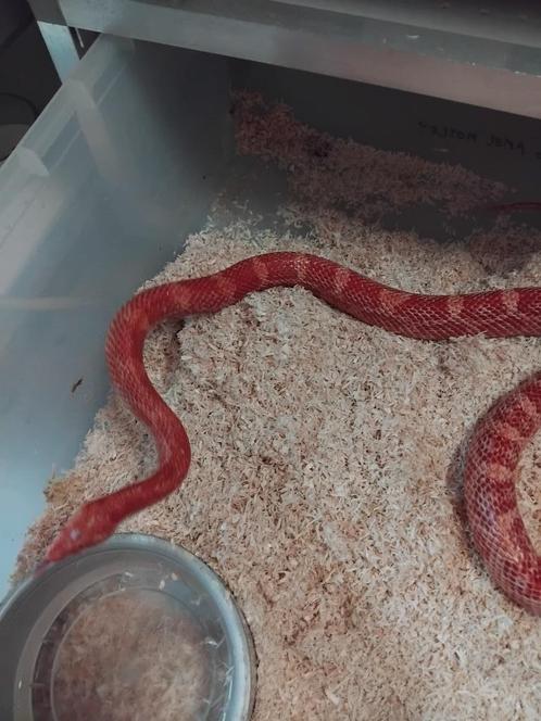 volwassen kweekmannen ( korenslangen ), Dieren en Toebehoren, Reptielen en Amfibieën, Slang, 3 tot 6 jaar