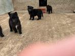 Groendaler pups, België, 8 tot 15 weken, Groot, CDV (hondenziekte)