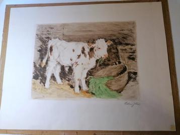 Gravure colorée représentant une vache dans l'étable - Edvi 