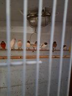 Échange femelle canaris arlequin portugais, Animaux & Accessoires, Oiseaux | Canaris, Femelle