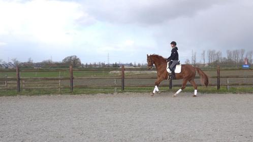 Dressuurmerrie Everdale x Vivaldi, Dieren en Toebehoren, Paarden, Merrie, M, 170 tot 175 cm, 7 tot 10 jaar, Dressuurpaard, Met stamboom