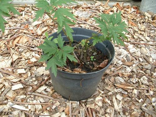 doornloze braamstruik in pot, Tuin en Terras, Planten | Fruitbomen, Overige soorten, Volle zon, Zomer, In pot, Ophalen of Verzenden