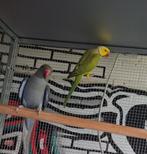 Halsbandparkieten koppel, Dieren en Toebehoren, Vogels | Parkieten en Papegaaien, Meerdere dieren, Parkiet, Geringd