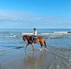 6-jarige merrie, Dieren en Toebehoren, Merrie
