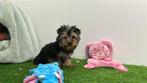 Yorkshire Terrier pups, Yorkshire Terriër, België, Reu, 8 tot 15 weken