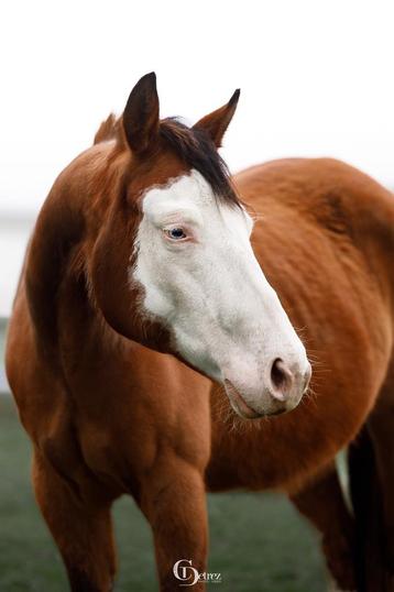 Weide te huur gezocht in Westmeerbeek / Hulshout, Pâturage, 2 ou 3 chevaux ou poneys