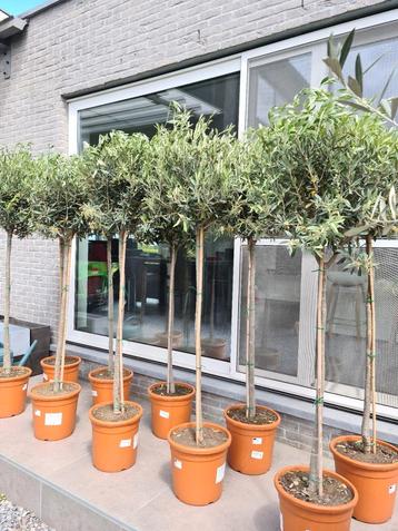 Olijfboom Olea Europaea  beschikbaar voor biedingen