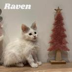 Maine coon kittens, Dieren en Toebehoren, Katten en Kittens | Raskatten | Langhaar, Meerdere dieren, Gechipt, 0 tot 2 jaar