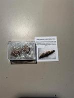 Schildpad Fossiele Coproliet Poep - Turtle Fossil Coprolite, Verzamelen, Ophalen of Verzenden