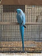 Half tamme halsband parkiet, Dieren en Toebehoren, Vogels | Parkieten en Papegaaien, Parkiet